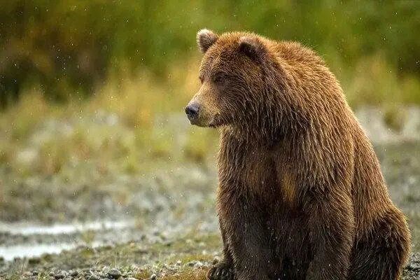 عکس غم‌انگیز از کشته شدن خرس قهوه‌ای بر اثر برخورد با خودرو