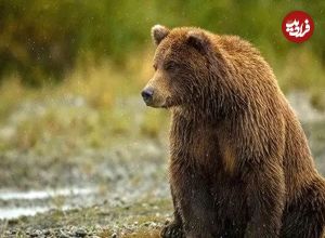 عکس غم‌انگیز از کشته شدن خرس قهوه‌ای بر اثر برخورد با خودرو