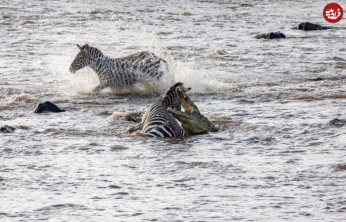 (ویدئو) کمین دلهره آور تمساح برای شکار گورخرها هنگام عبور از رودخانه