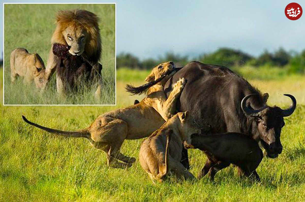 (ویدئو) مبارزه بوفالو با 7 شیر برای نجات گوساله؛ هر دو شکار شدند!