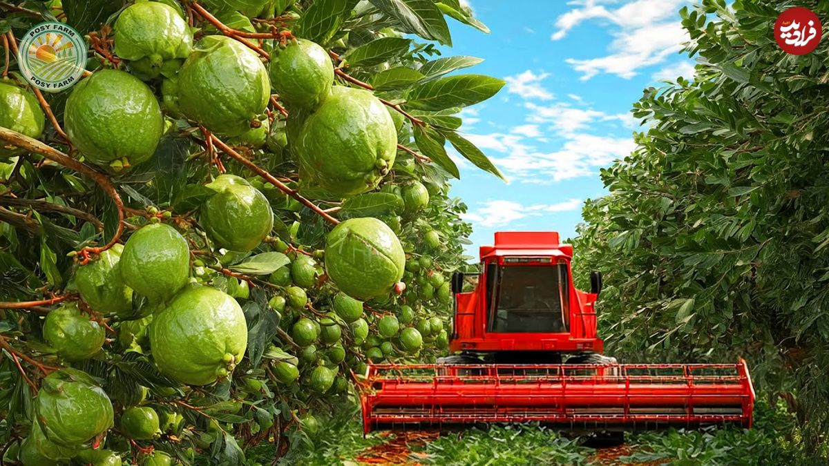 ببینید| چگونه کشاورزان تایلندی صدها کیلوگرم گواوا را برداشت می کنند؟