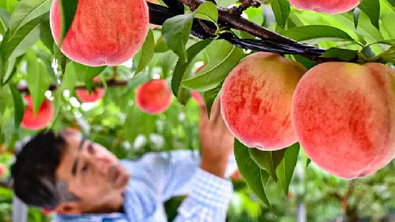 (ویدئو) فرآیند پرورش و برداشت گران ترین هلوهای جهان در مزارع ژاپن