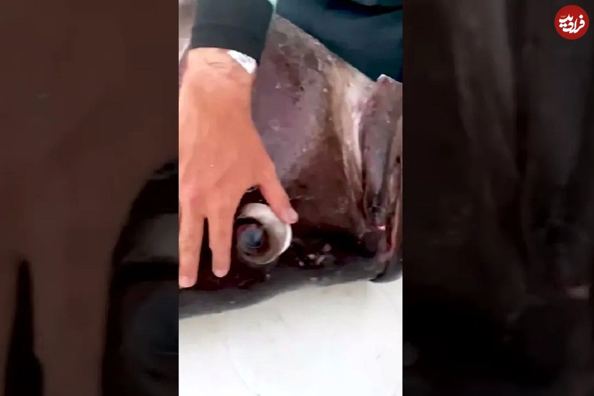(ویدئو) صید ماهی غول پیکر 113 کیلویی توسط ماهیگیر خوش شانس آمریکایی