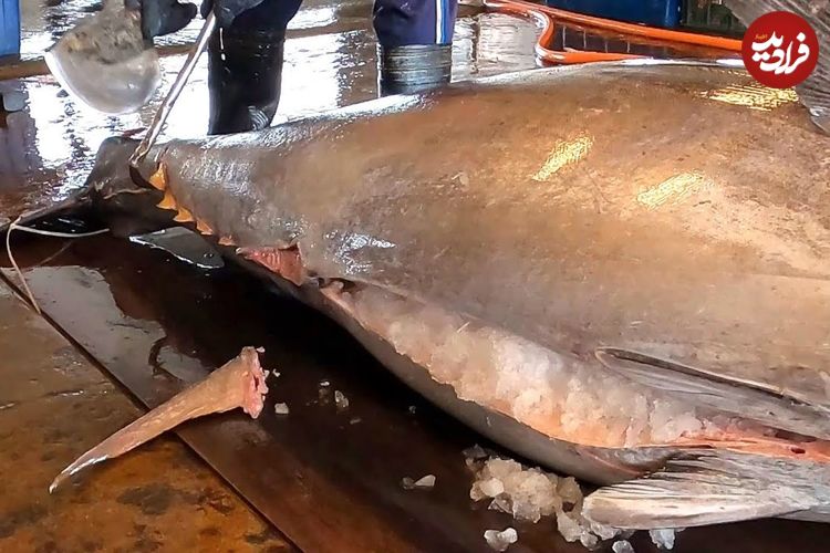 ببینید؛ سرعت و مهارت ماهی فروش تایوانی در برش ماهی تن 478 کیلوگرمی