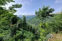 تصاویر؛ جنگل هیرکانی؛ قدیمی‌ترین جنگل‌های دنیا در ایران