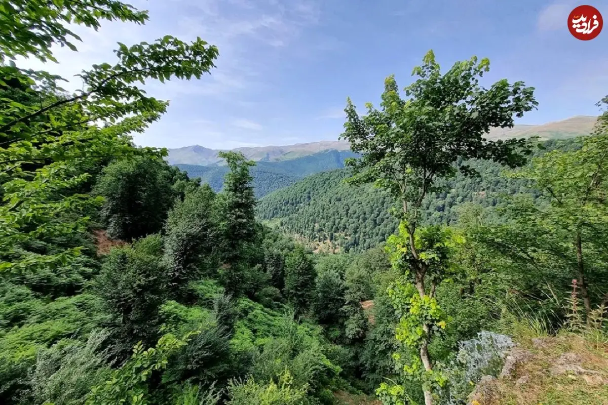 تصاویر؛ جنگل هیرکانی؛ قدیمی‌ترین جنگل‌های دنیا در ایران