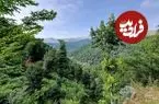 تصاویر؛ جنگل هیرکانی؛ قدیمی‌ترین جنگل‌های دنیا در ایران