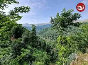 تصاویر؛ جنگل هیرکانی؛ قدیمی‌ترین جنگل‌های دنیا در ایران