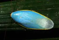 ببینید| 10 گونه سوسک زیبا و رنگارنگ از میان 4000 گونه کشف شده در جهان