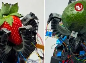 عکس| ساخت رباتی که میوه‌های رسیده را بدون آسیب می‌چیند