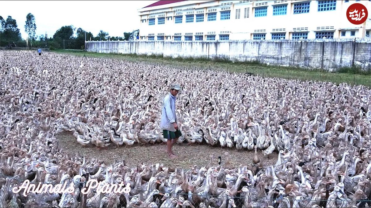 (ویدئو) فرآیند پرورش و برداشت تخم 14 هزار اردک توسط دو کشاورز ماهر ویتنامی