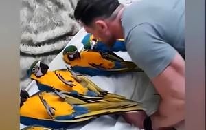 (ویدیو) زندگی اشرافی ۶ طوطی مکائو آبی ؛ ابراز علاقه خبرساز یک مرد به عنوان مادر 