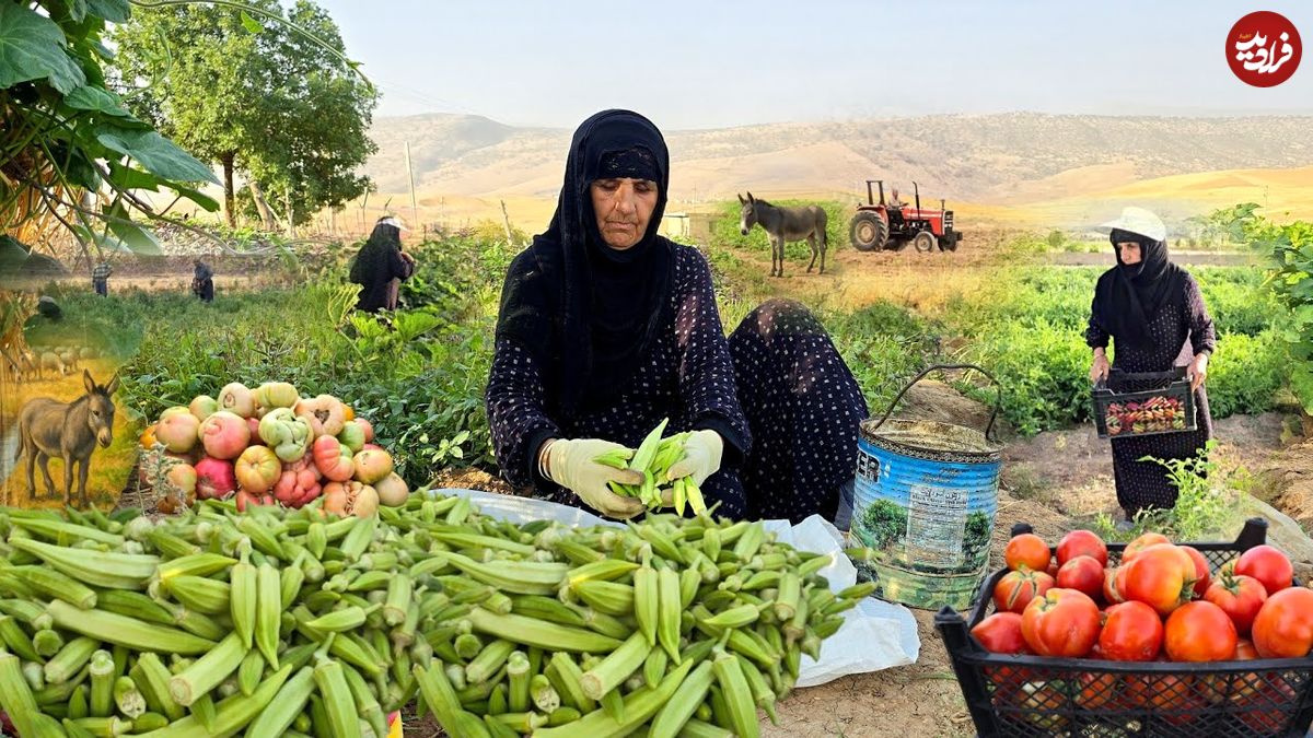 ببینید؛ غذای روستایی در ایران؛ برداشت بامیه و گوجه و پخت یک غذای سنتی با آن ها