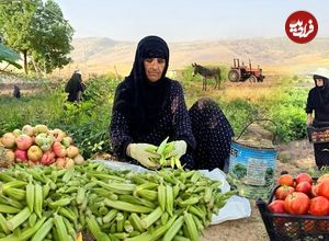 ببینید؛ غذای روستایی در ایران؛ برداشت بامیه و گوجه و پخت یک غذای سنتی با آن ها