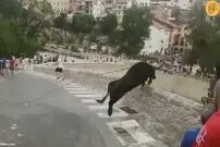 (ویدئو) سقوط هولناک گاو نر در جشنواره گاوبازی
