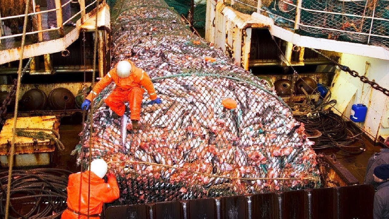 (ویدئو) فرآیند صید هزاران تن ماهی و پردازش آن در دریا؛ مراحل تولید کنسرو ماهی