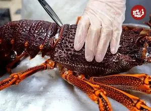 ببینید| غذای خیابانی در آمریکا؛ پخت غذا با لابستر قرمز استرالیایی در نیویورک