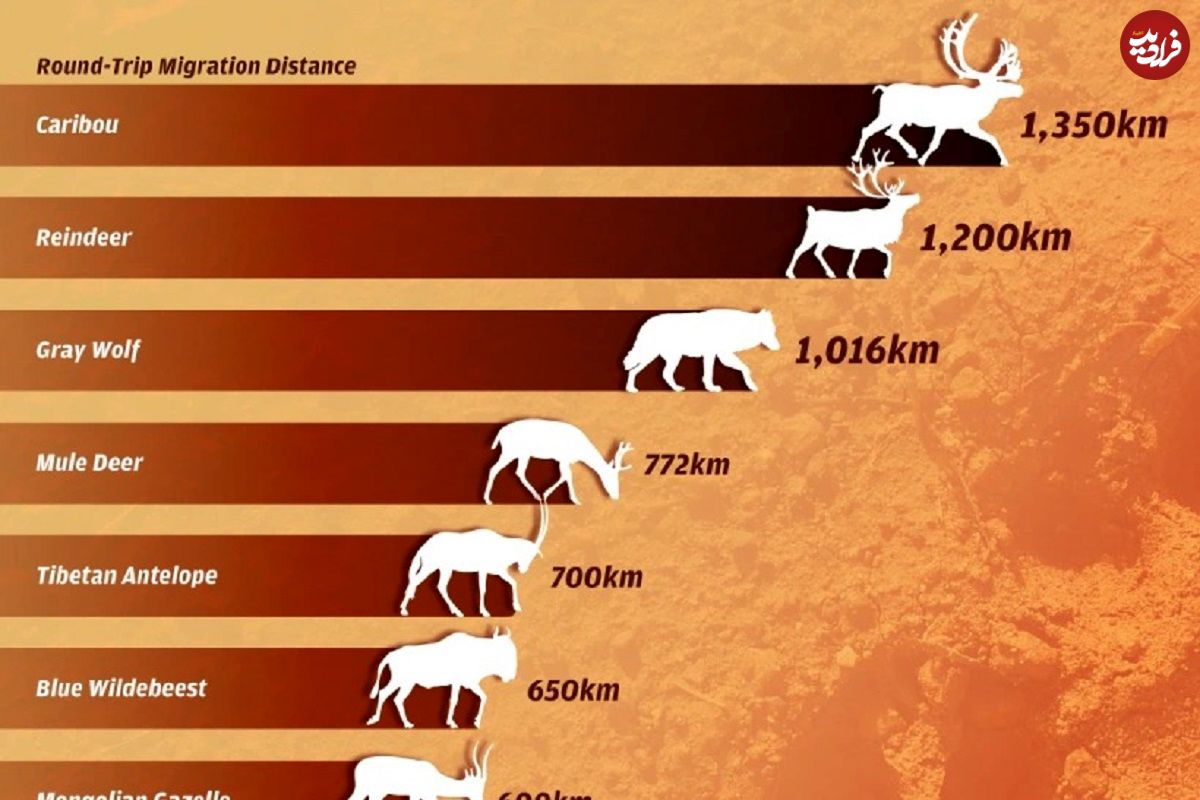 (اینفوگرافی) رتبه‌بندی طولانی‌ترین مهاجرت‌های حیوانات ساکن خشکی