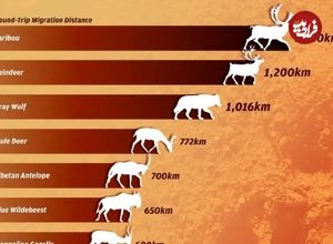 (اینفوگرافی) رتبه‌بندی طولانی‌ترین مهاجرت‌های حیوانات ساکن خشکی