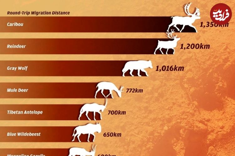 (اینفوگرافی) رتبه‌بندی طولانی‌ترین مهاجرت‌های حیوانات ساکن خشکی