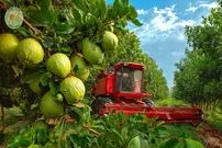 ببینید؛ چگونه کشاورزان چینی میلیون ها گواوا را برداشت می کنند؟