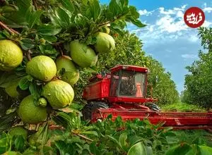 ببینید؛ چگونه کشاورزان چینی میلیون ها گواوا را برداشت می کنند؟