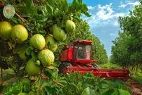 ببینید؛ چگونه کشاورزان چینی میلیون ها گواوا را برداشت می کنند؟