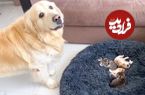 (ویدئو) عصبانیت و قهر سگ بیچاره بخاطر اشغال تختش توسط بچه گربه ها!
