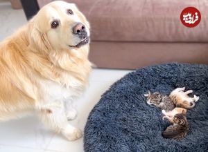 (ویدئو) عصبانیت و قهر سگ بیچاره بخاطر اشغال تختش توسط بچه گربه ها!