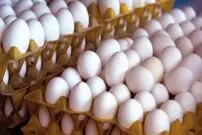 قیمت جدید هر شانه تخم‌مرغ اعلام شد؛ گرانتر نخرید