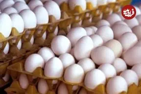 قیمت جدید هر شانه تخم‌مرغ اعلام شد؛ گرانتر نخرید