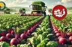 ببینید| چگونه کره ای ها صدها تن ترب قرمز و سفید را برداشت و فرآوری می کنند؟