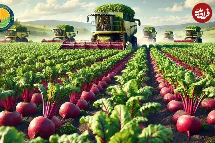 ببینید| چگونه کره ای ها صدها تن ترب قرمز و سفید را برداشت و فرآوری می کنند؟