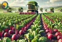 ببینید| چگونه کره ای ها صدها تن ترب قرمز و سفید را برداشت و فرآوری می کنند؟