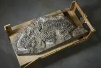 ( عکس) کشف اتفاقی یک سنگ ارزشمند