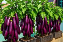 ببینید؛ نحوه کاشت و برداشت بادمجان در جعبه پلاستیکی میوه در بالکن منزل