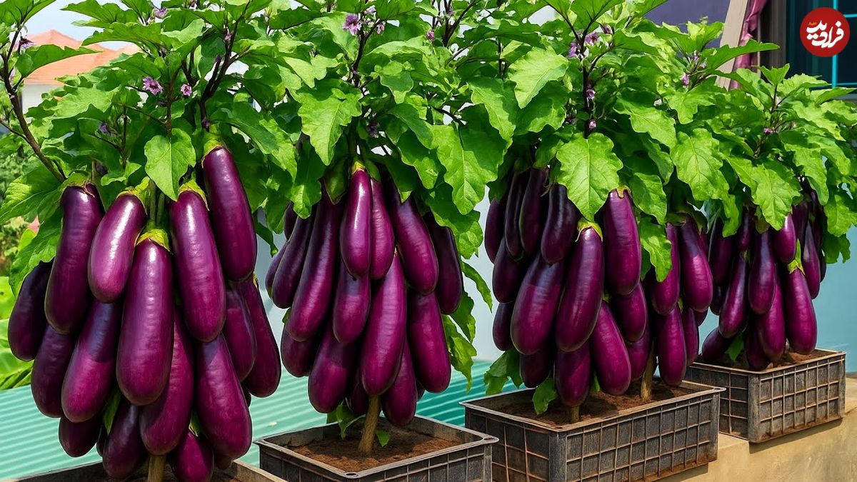 ببینید؛ نحوه کاشت و برداشت بادمجان در جعبه پلاستیکی میوه در بالکن منزل
