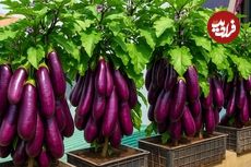 ببینید؛ نحوه کاشت و برداشت بادمجان در جعبه پلاستیکی میوه در بالکن منزل