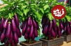 ببینید؛ نحوه کاشت و برداشت بادمجان در جعبه پلاستیکی میوه در بالکن منزل