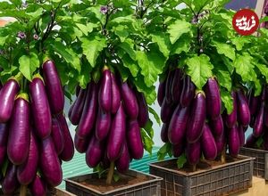 ببینید؛ نحوه کاشت و برداشت بادمجان در جعبه پلاستیکی میوه در بالکن منزل