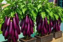 ببینید؛ نحوه کاشت و برداشت بادمجان در جعبه پلاستیکی میوه در بالکن منزل