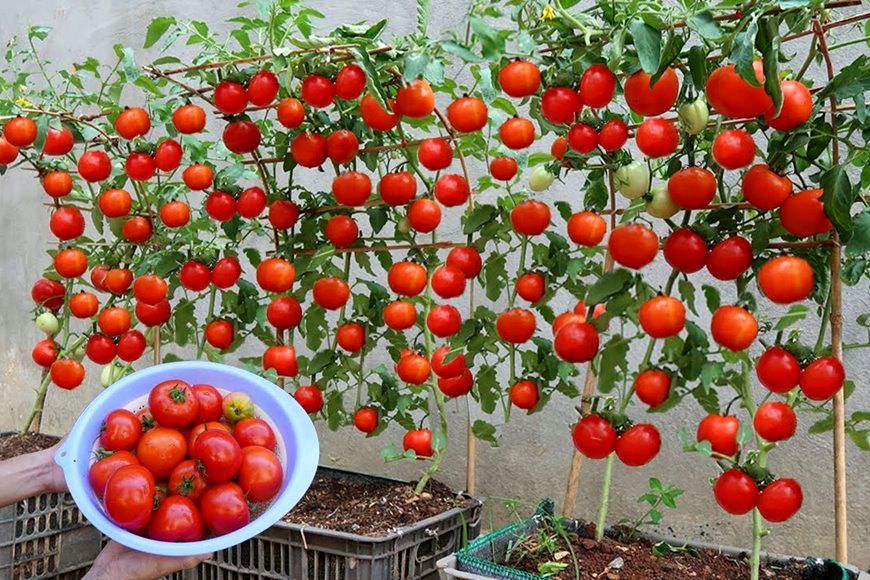 (ویدئو) به همین سادگی توی خونه گوجه فرنگی بکار و خیلی سریع محصول برداشت کن