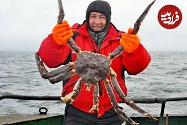 شاه‌خرچنگ قرمز؛ رکورددار اندازه در دنیای خرچنگ‌ها