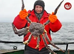 شاه‌خرچنگ قرمز؛ رکورددار اندازه در دنیای خرچنگ‌ها