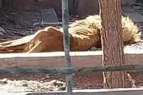 (ویدئو) ماجرای شیر لاغر باغ وحش مشهد چه بود؟ / یک شیر دیگر در این باغ وحش تلف می‌شود؟ 