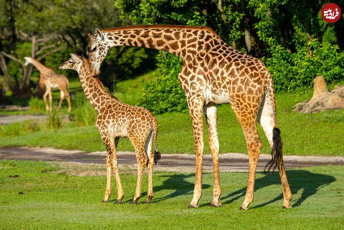 چرا زرافه‌ها پاهای بسیار بلندی دارند؟
