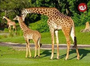 چرا زرافه‌ها پاهای بسیار بلندی دارند؟