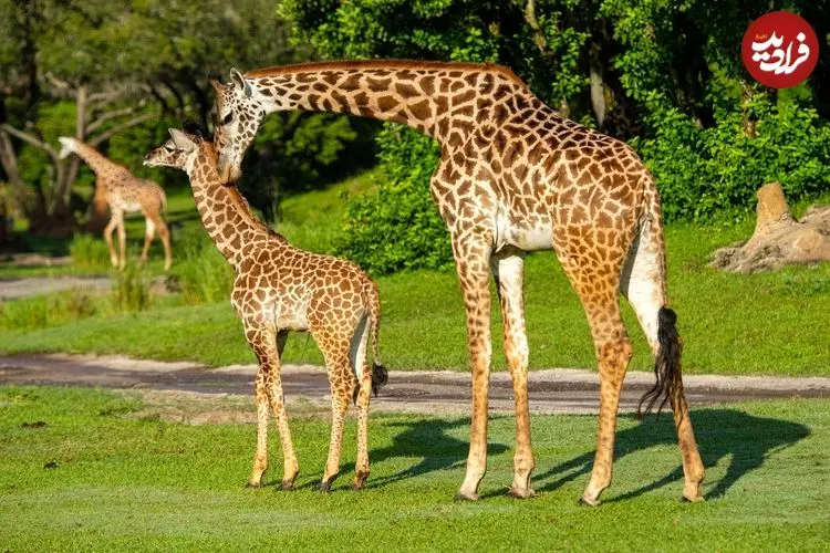 چرا زرافه‌ها پاهای بسیار بلندی دارند؟