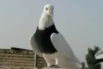 (ویدئو) رقص جالب یک کبوتر با ریتم گیتار یک نوازنده دوره‌گرد
