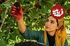 ببینید| غذای روستایی در ایران؛ برداشت شاه توت و پخت میرزا قاسمی در روستایی زیبا
